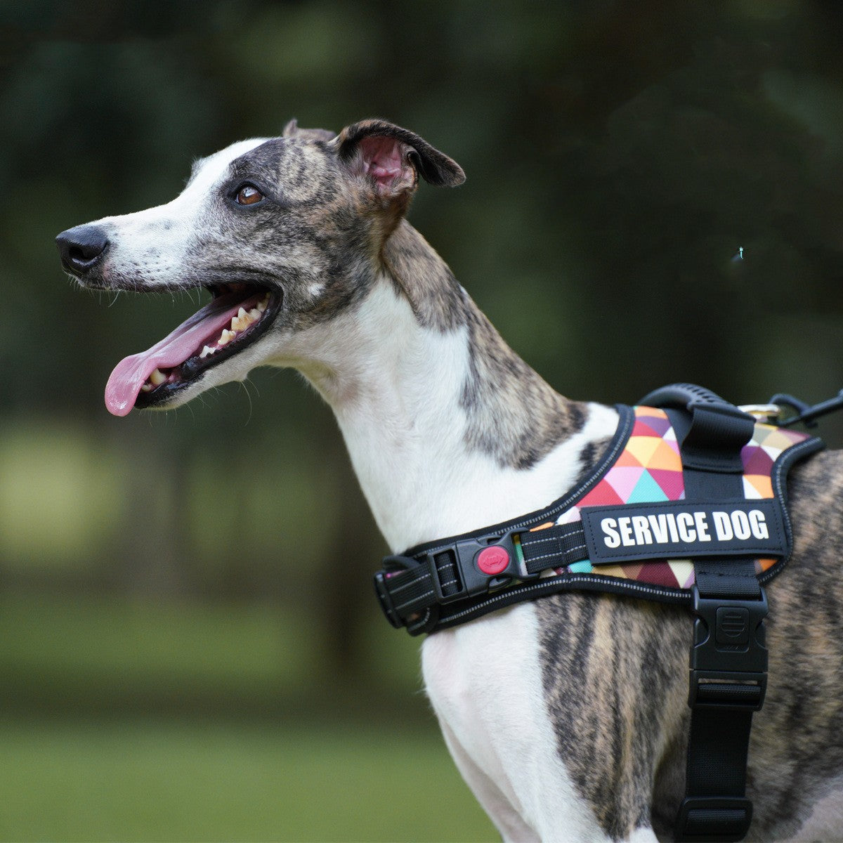 Reflective Dog Vest for Night Walks | High-Visibility Pet Safety Clothing