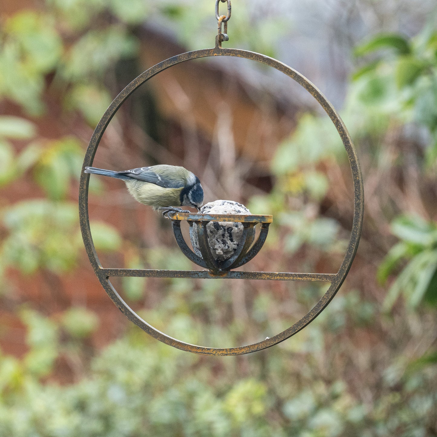Savageworksuk hanging fat ball bird feeder with a clear container and metal hook for attracting garden birds.