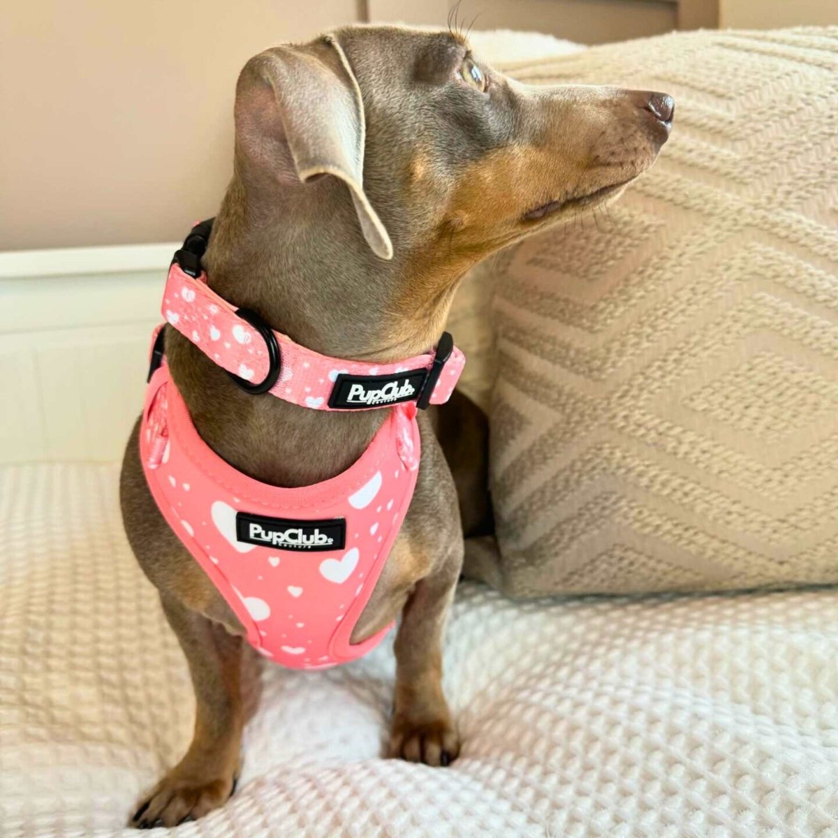 Peachy Heart dog collar by PupClub Couture with pink and peach heart patterns on soft fabric for small to medium dogs.