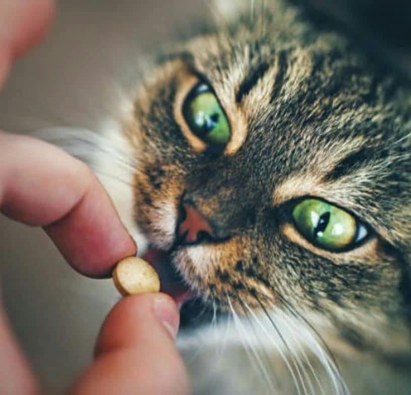 Canvit multivitamins for cats in a 100g container, supporting daily health, immunity, and stress relief with Pet Nourish supplement.