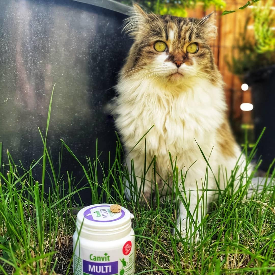 Canvit Multivitamins for Cats by Pet Nourish, 100g jar, showing colorful tablets designed for daily health, immunity, and stress support.