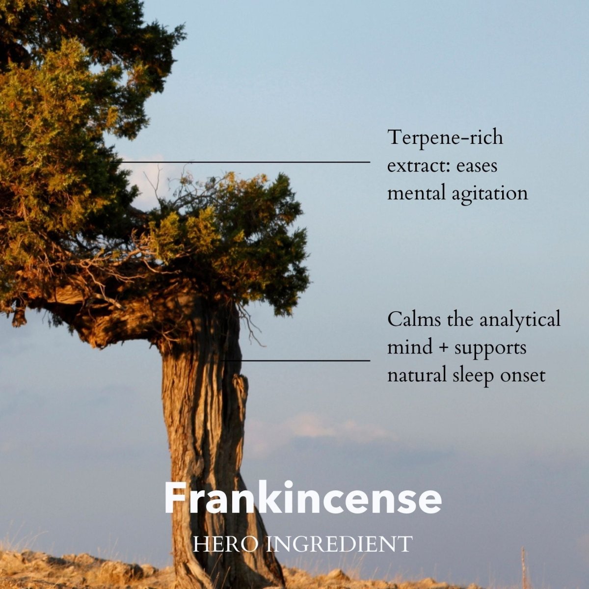 anatomē Somali Frankincense Bath & Shower Oil bottle with label, featuring a sleek design and natural ingredients for skin hydration