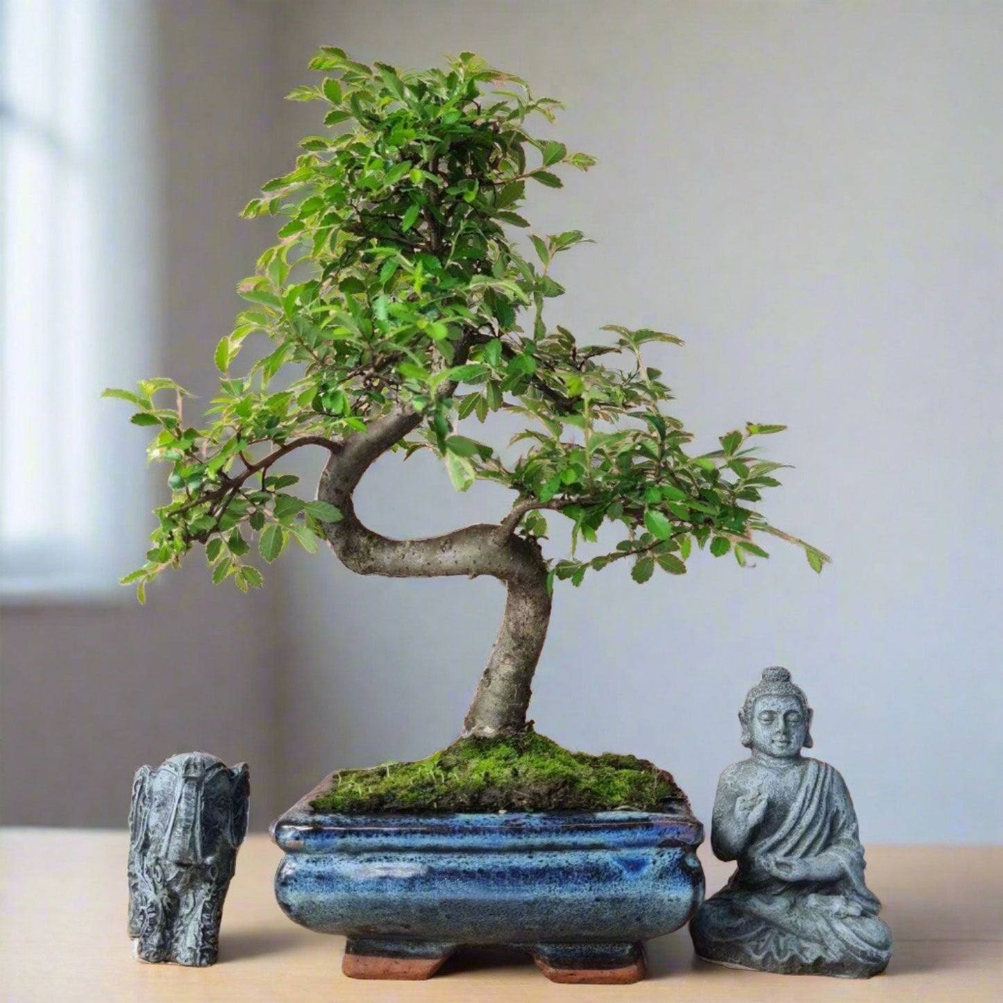 Shaped Chinese Elm bonsai tree in a 15cm pot by Yorkshire Bonsai, showcasing lush green foliage and intricate branch structure.