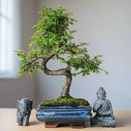 Shaped Chinese Elm bonsai tree in a 15cm pot by Yorkshire Bonsai, showcasing lush green foliage and intricate branch structure.