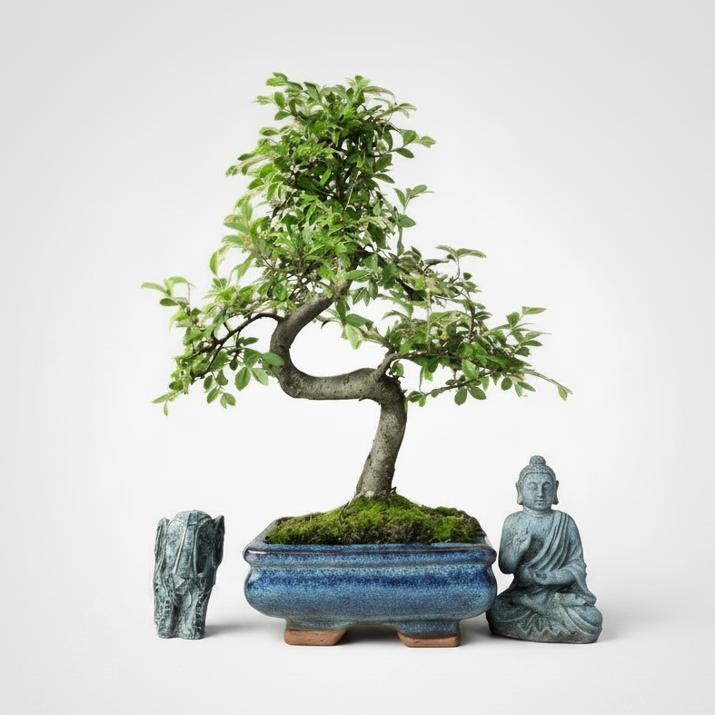 Shaped Chinese Elm Ulmus Parvifolia bonsai tree in a 15cm pot, showcasing detailed branches and lush green foliage.