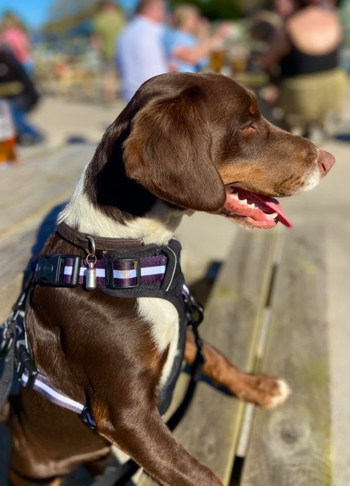 Rugged Rover™ dog harness in midnight black with sturdy straps and metal buckles, designed for outdoor adventures by PupClub Couture.