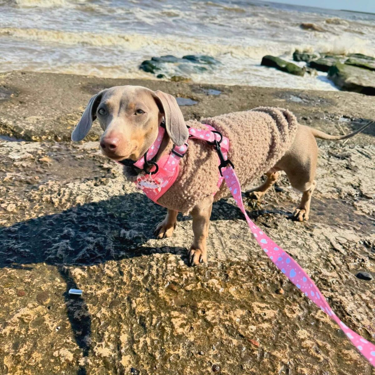 Peachy Hearts dog lead by PupClub Couture featuring a vibrant peach and pink heart pattern on durable nylon.