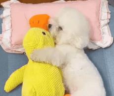 Soft plush duck toy for dogs, TrendHomeDepot's sleeping companion plush duck ideal for comfort and play.