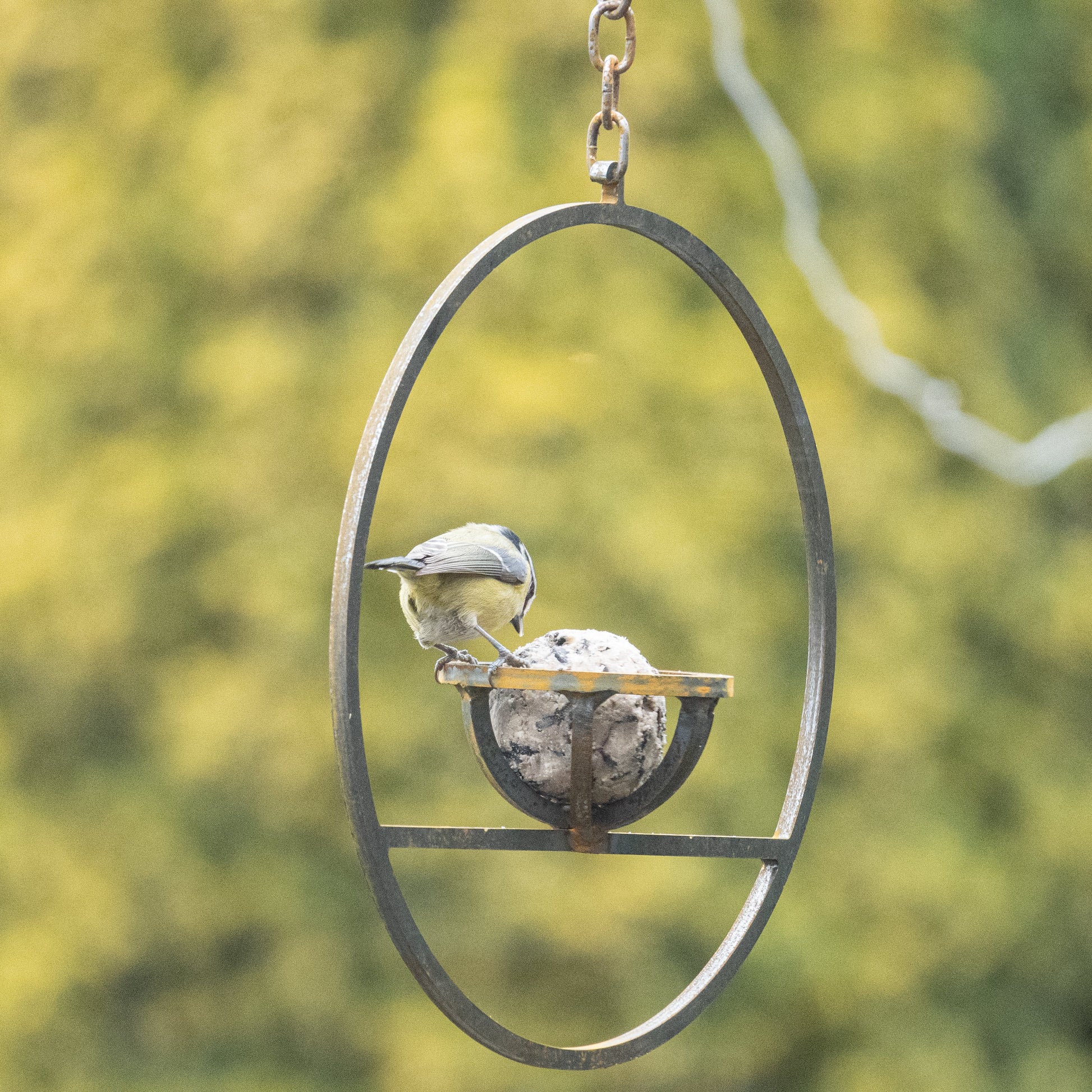 Savageworksuk hanging fat ball bird feeder with metal hook and clear plastic container for feeding garden birds.