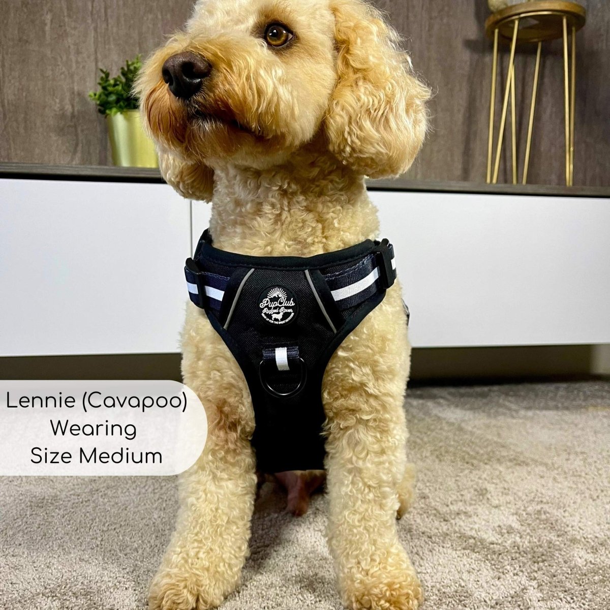Midnight black Rugged Rover dog harness by PupClub Couture on a small Cavapoo, showing adjustable straps and durable design.