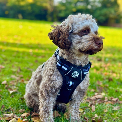 Midnight black Rugged Rover dog harness by PupClub Couture, featuring sturdy straps and adjustable fit for outdoor walks.